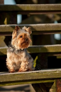 Yorkshire Terrier sitting on a staircase