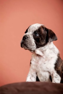 Olde English Bulldog
