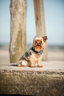 Yorkshire Terrier sitting on a dock
