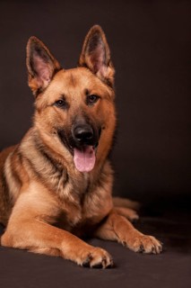 Shepherd mix dog