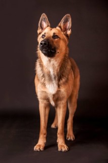 Shepherd mix dog