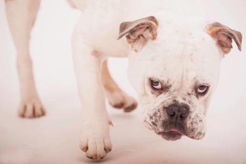 Olde English Bulldogge or Old English Bulldog