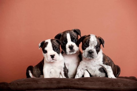 Olde English Bulldog