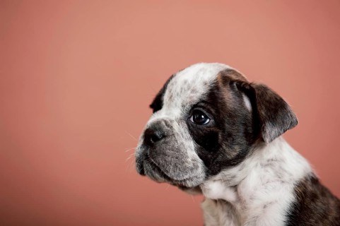 Olde English Bulldog