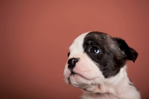 Olde English Bulldog
