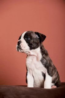 Olde English Bulldog