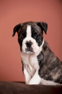 Olde English Bulldog