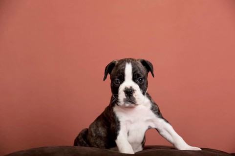 Olde English Bulldog