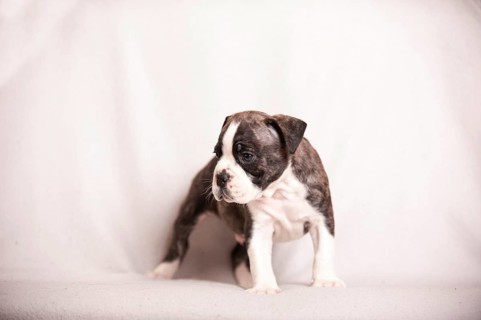 Olde English bulldog