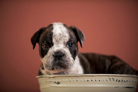 Olde English Bulldog