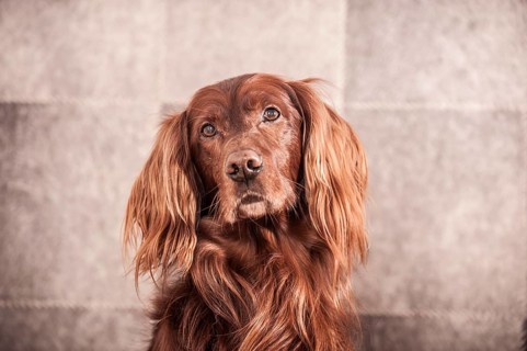 Irish Red Setter