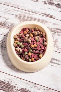 Dry dog food in a bowl