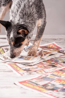 Australian Cattle Dog