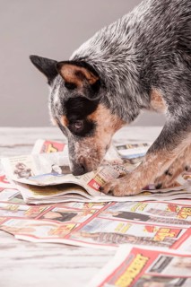 Australian Cattle Dog