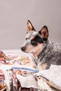 Australian Cattle Dog