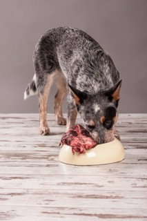 Australian Cattle Dog