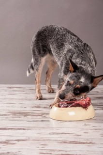Australian Cattle Dog