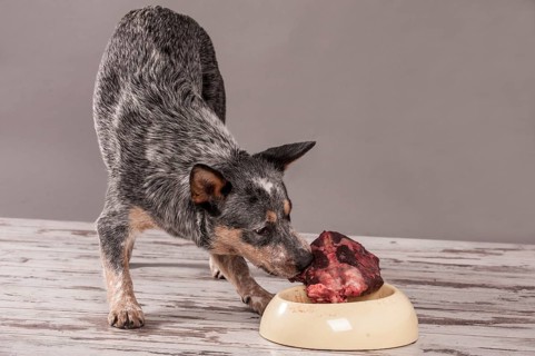 Australian Cattle Dog