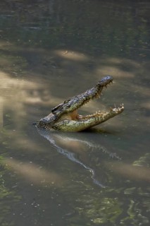 Siamese Crocodile (Crocodylus siamensis)