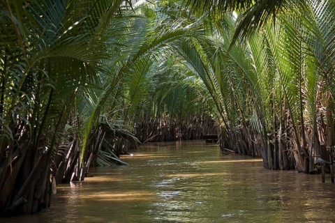 Bamboo growing on the Mekong River