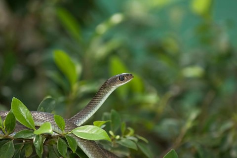 Chinese ratsnake or Indo-Chinese rat snake (Ptyas korros)