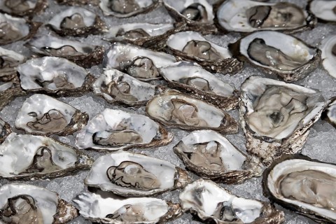 Fresh oysters on crushed ice