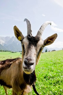 Goat on a pasture