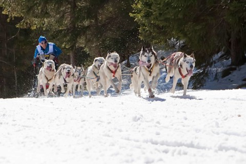 Dog sled or dog sledge