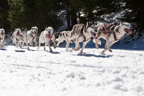 Dog sled or dog sledge