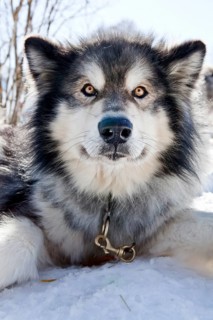 Sledge dog