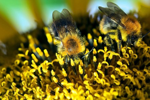 Two Bumble Bees (Bombus sp.) collecting nectar and spreading pollen on a sunflower