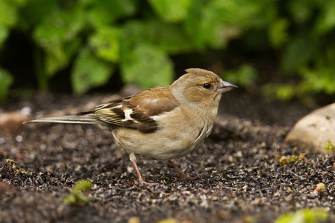 Juvenile Chaffinch (Fringilla coelebs) collecting food from the ground