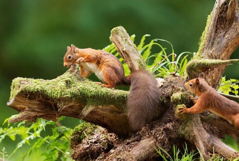 One Red squirrel (Sciurus vulgaris) collecting hazelnuts from a tree stump