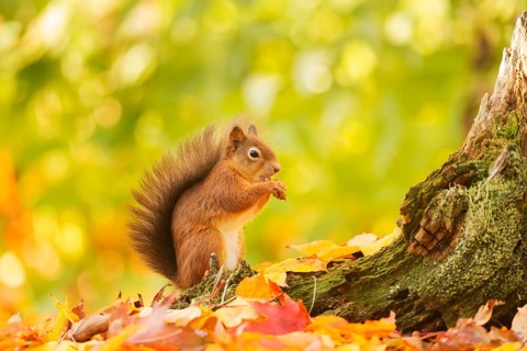 Red squirrel (Sciurus vulgaris) feeding on a cracked hazelnut at the base of a tree stump