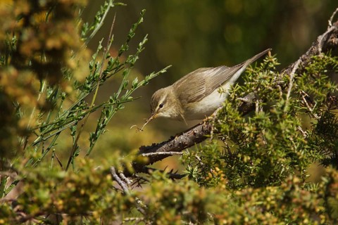 Willow warbler (Phylloscopus trochilus) collecting nesting material amongst gorse and jasmine