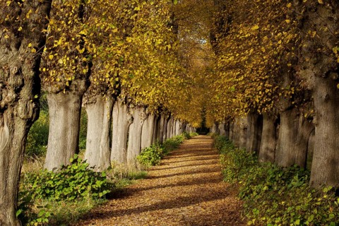 Lime Tree avenue (Tilia) in autumn