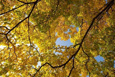 Maple tree (Acer sp.) In autumn