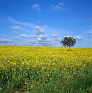 Solitary Walnut tree (Juglans regia) in a field of canola