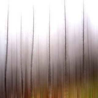 Blurred trees in a forest