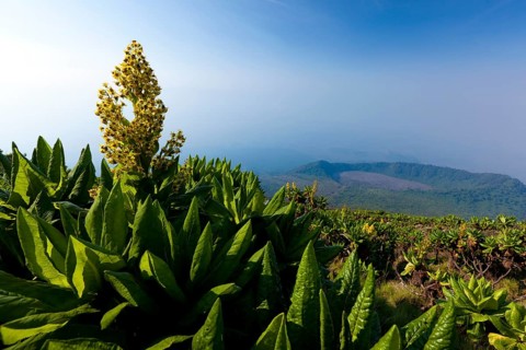 African highland vegetation on the slopes of Mount Nyiragongo volcano