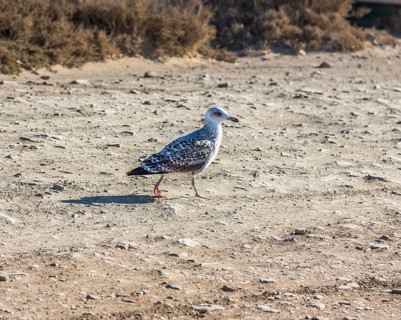 Lesser Black-backed Gull (Larus fuscus)