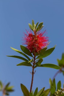 Ruby Bottlebrush (Callistemon citrinus)