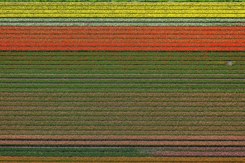 Tulip fields
