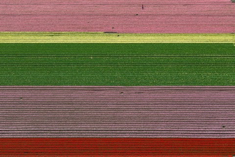 Tulip fields