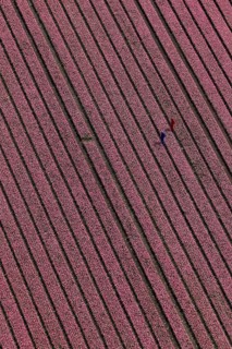 Tulip field