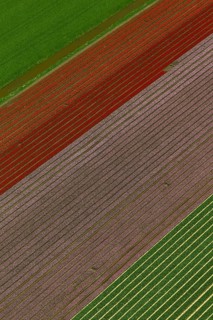 Tulip fields