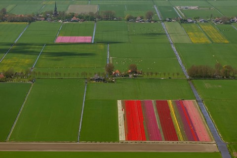 Tulip fields