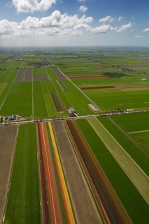 Tulip fields