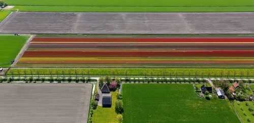 Tulip fields