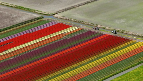 Tulip fields